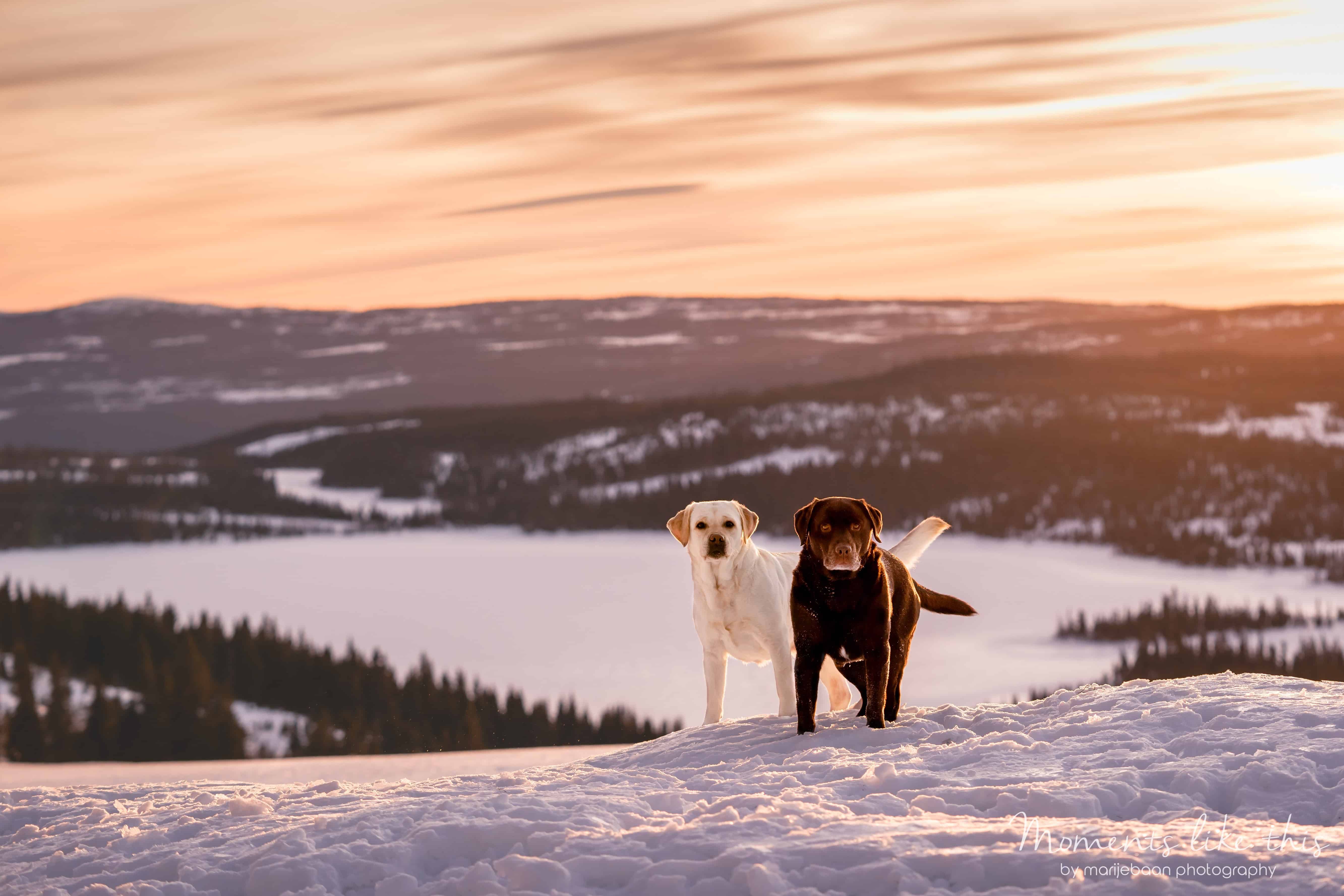 hund i naturen