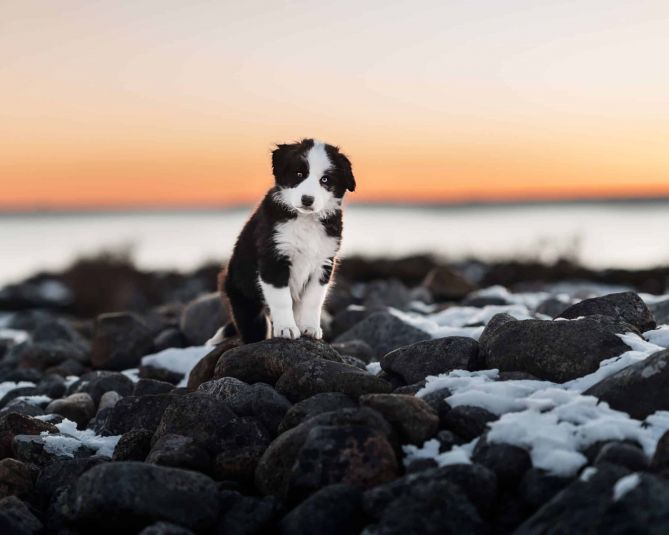 puppy fotograf norge