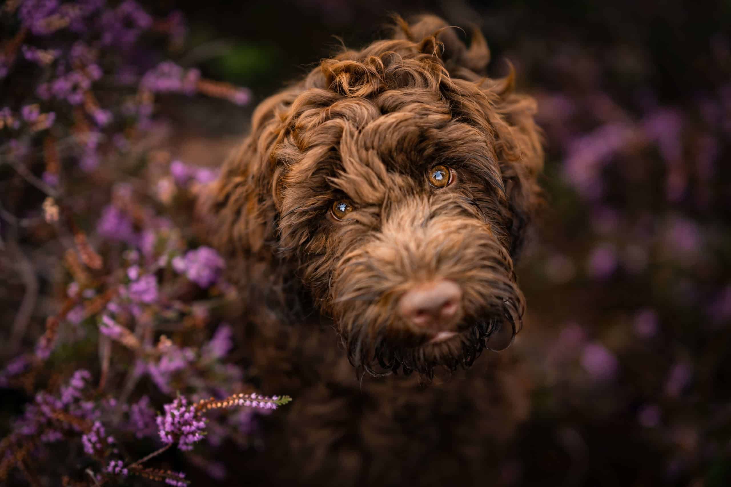 dog portrait